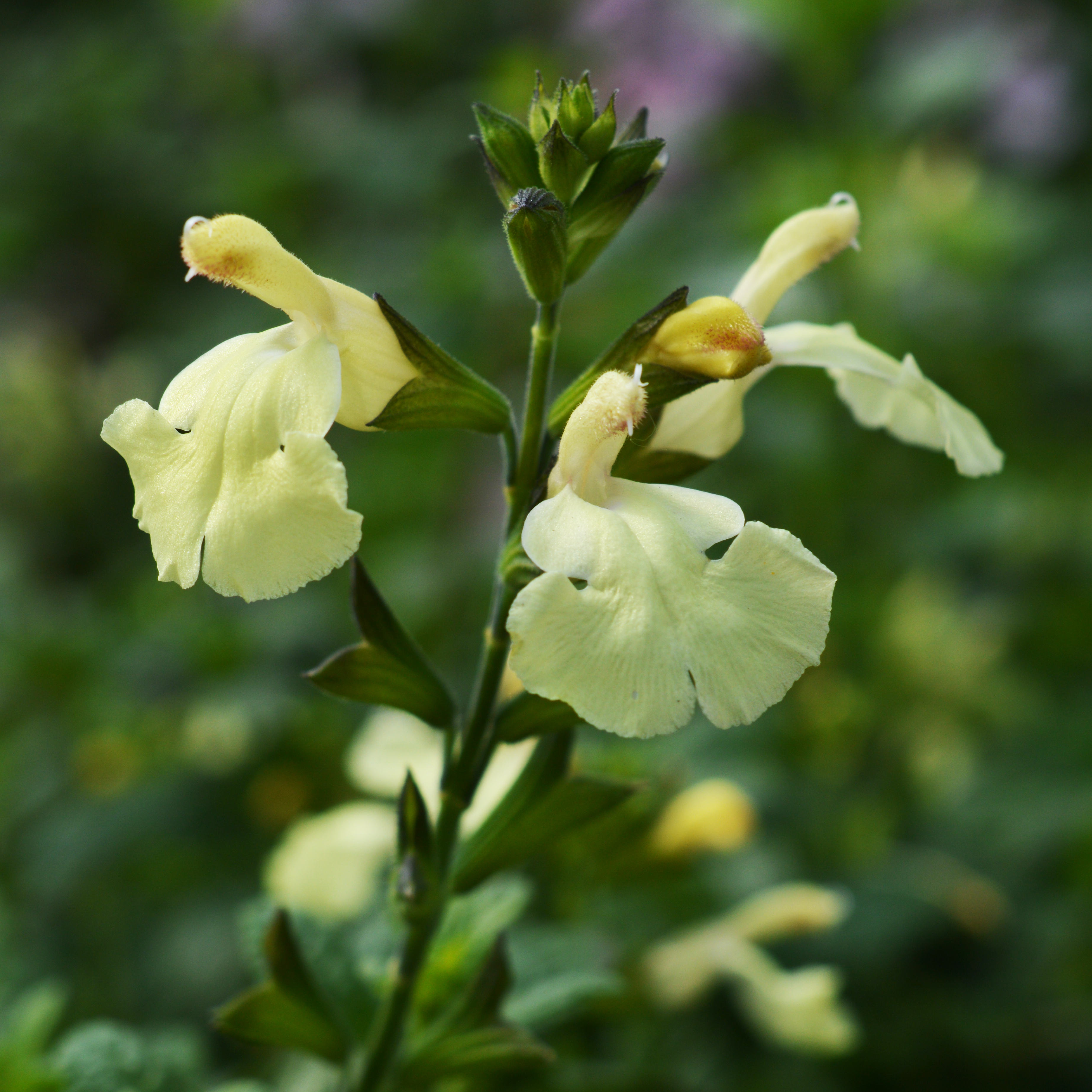 Salvia Sunshine Dream